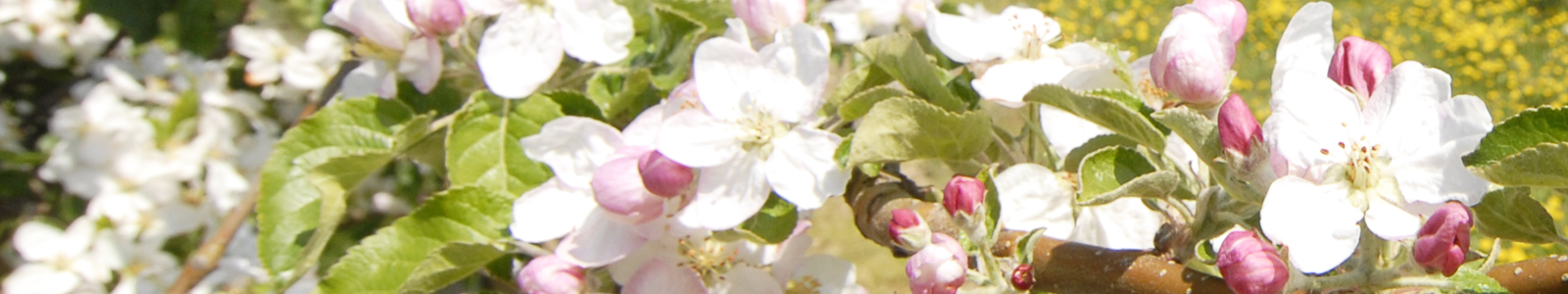 Rosa Apfelblüten © Dienstleistungszentren Ländlicher Raum